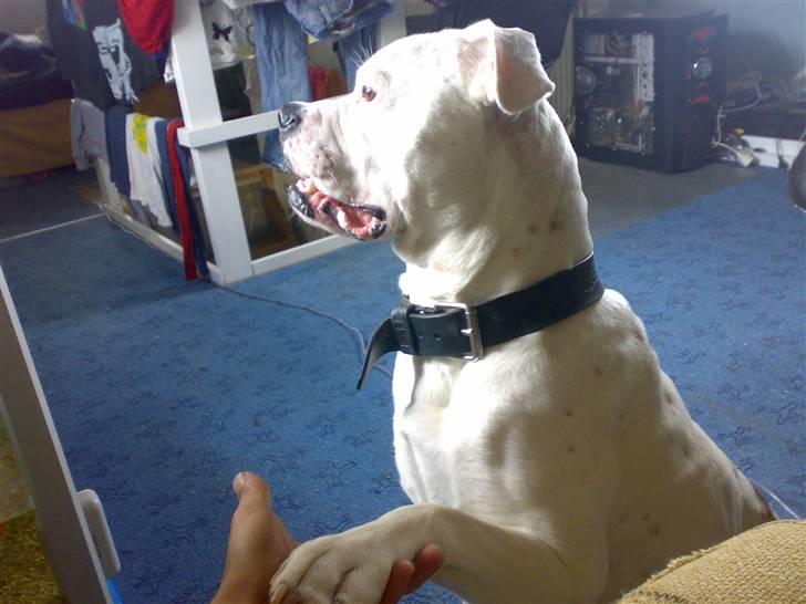 Amerikansk bulldog Spike hvil i fred  billede 2