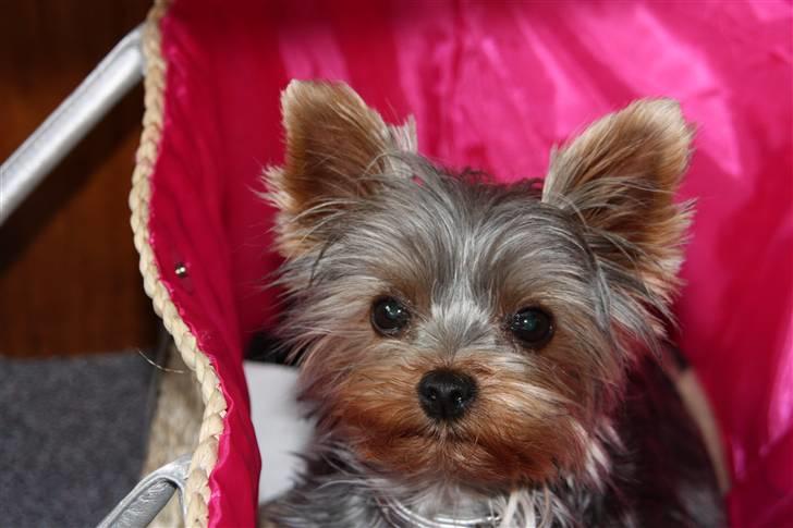 Yorkshire terrier Lille My - My med fin bamseklip billede 15