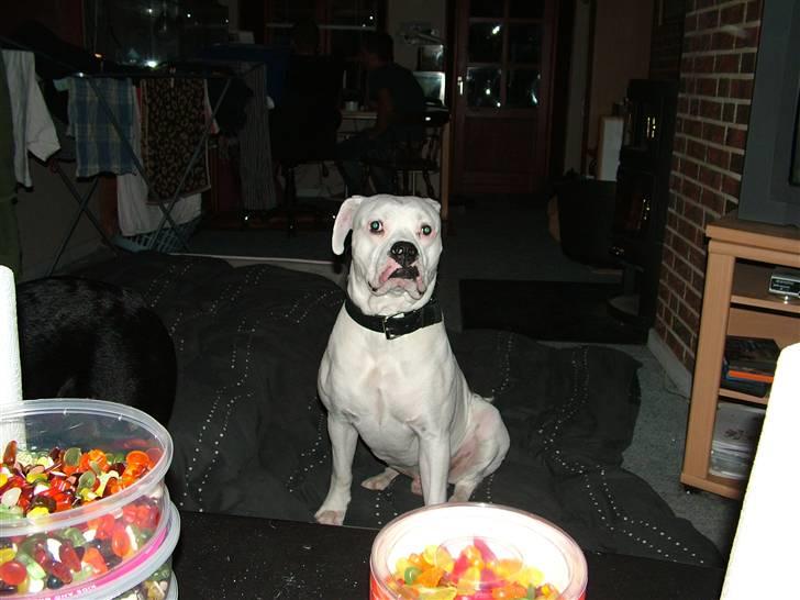 Amerikansk bulldog Spike hvil i fred  billede 3