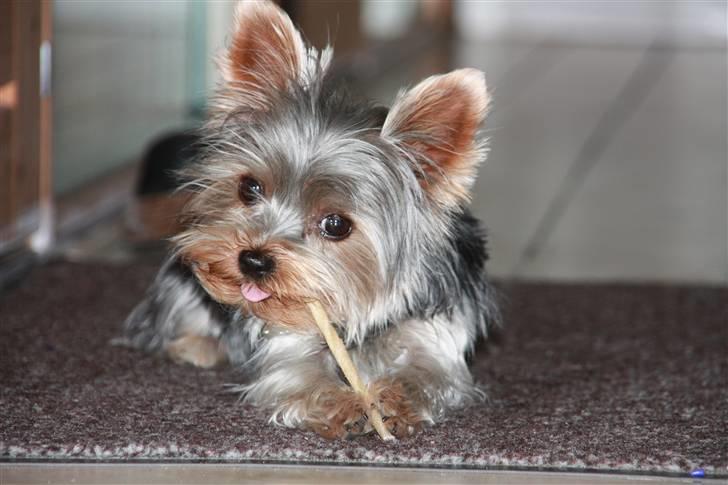Yorkshire terrier Lille My - 13 mdr. billede 12