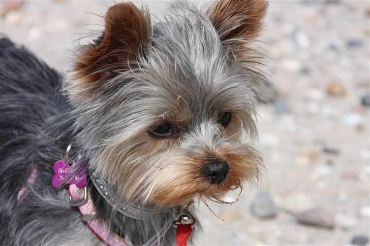 Yorkshire terrier Lille My - My ved stranden billede 16