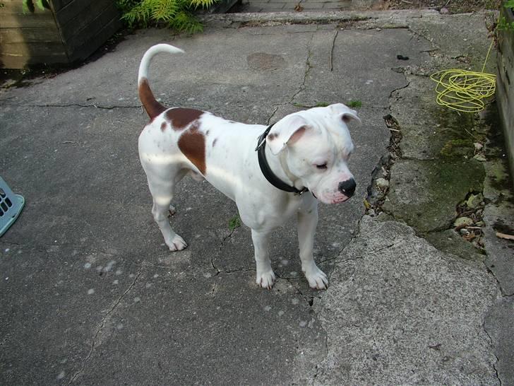 Amerikansk bulldog Spike hvil i fred  billede 4