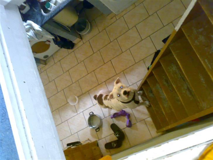 Amerikansk bulldog Spike hvil i fred  billede 5