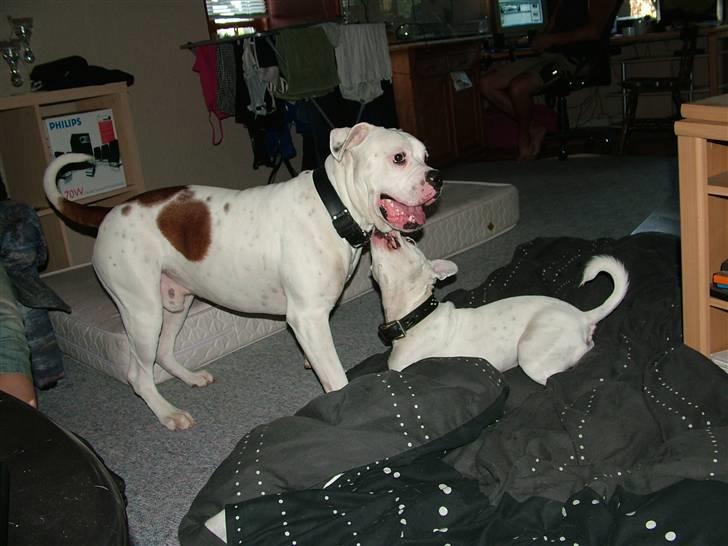 Amerikansk bulldog Spike hvil i fred  - fix og spike ja lidt lej igen hehe billede 6