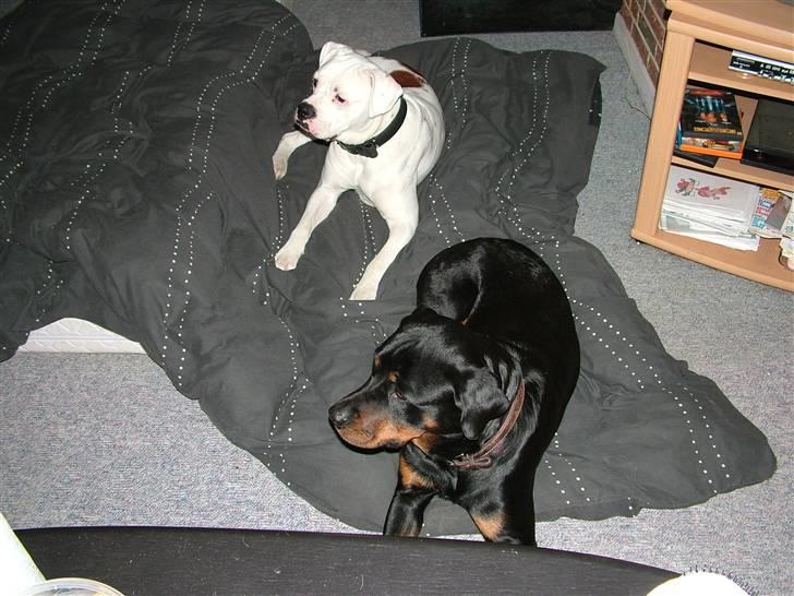 Amerikansk bulldog Spike hvil i fred  - chili og spike hygger på dynen :) billede 7