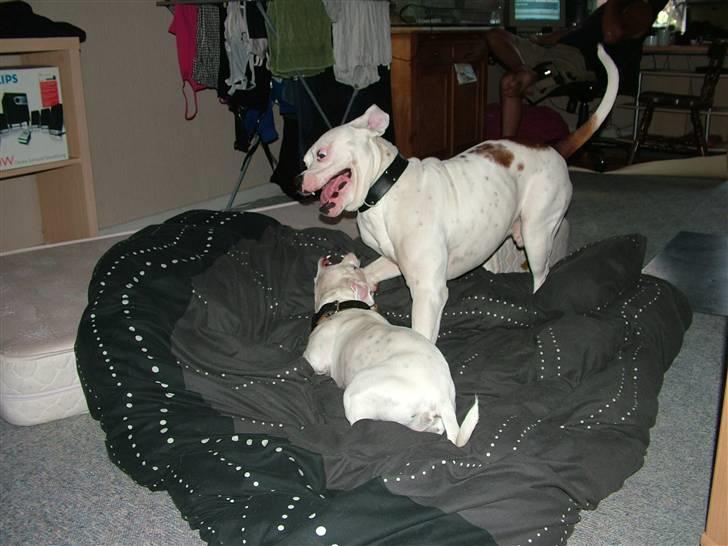 Amerikansk bulldog Spike hvil i fred  - fix og spike lejer lidt efter en hel weekend med knoren af hinanden det var dejligt og se dem hygge sig til sidst :) billede 8