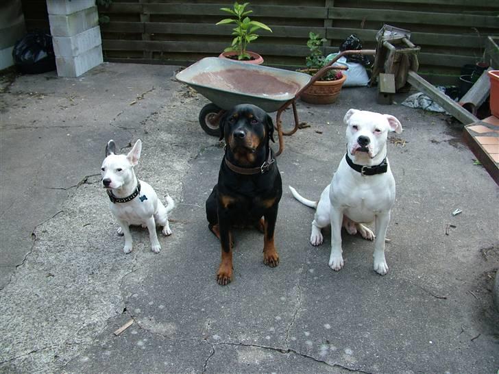 Amerikansk bulldog Spike hvil i fred  - 2 gode venners hunde fix, chili og spike :)  billede 9