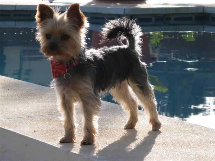 Yorkshire terrier Lille My - My i Spanien 24 mdr. billede 17