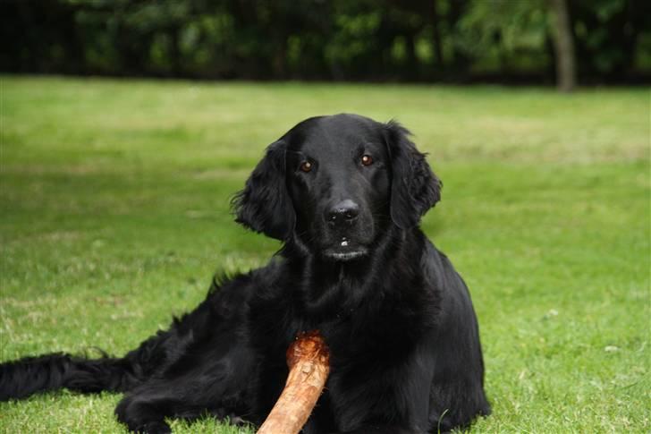 Flat coated retriever Nikka - Min smukke Nikka billede 1