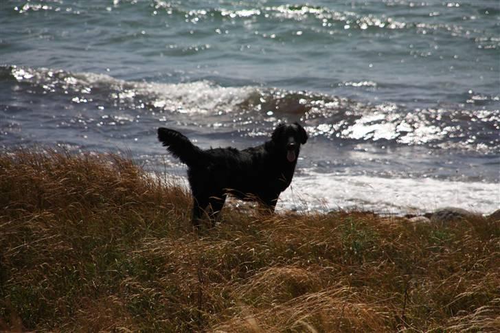 Flat coated retriever Nikka - Skønt at være på sommerferie på Samsø, der er altid vand i nærheden! billede 2