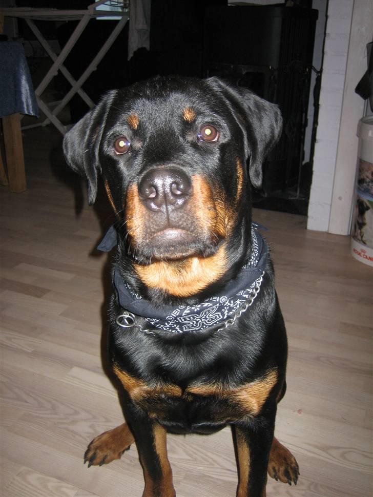 Rottweiler Nuggi billede 1