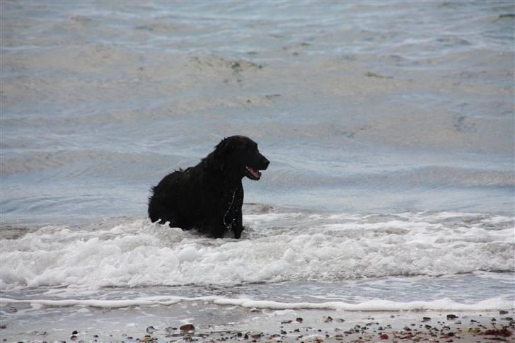 Flat coated retriever Nikka billede 3
