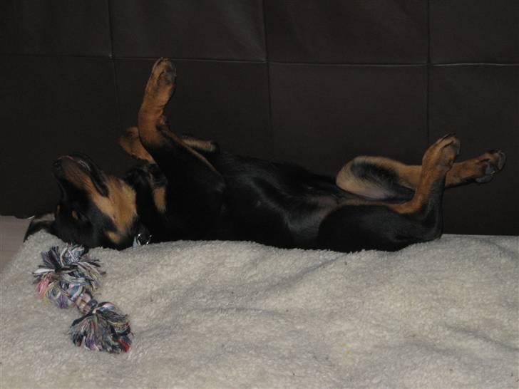 Rottweiler Nuggi billede 3