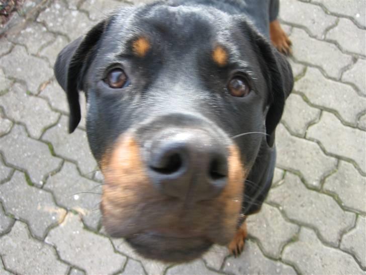 Rottweiler Nuggi billede 4