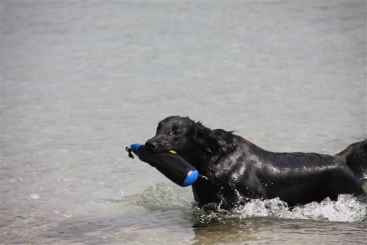 Flat coated retriever Nikka billede 5