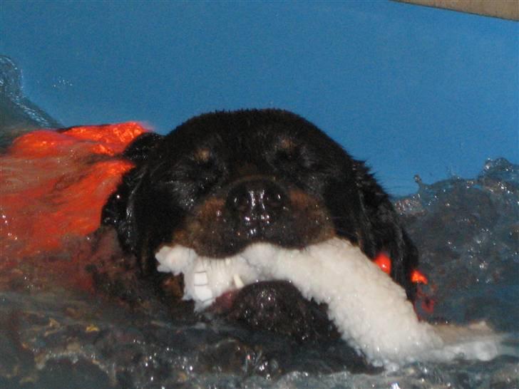 Rottweiler Nuggi billede 5