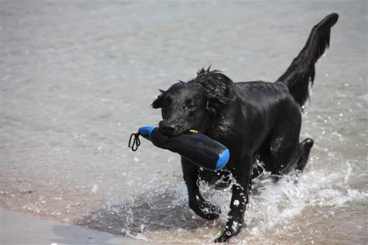 Flat coated retriever Nikka billede 6