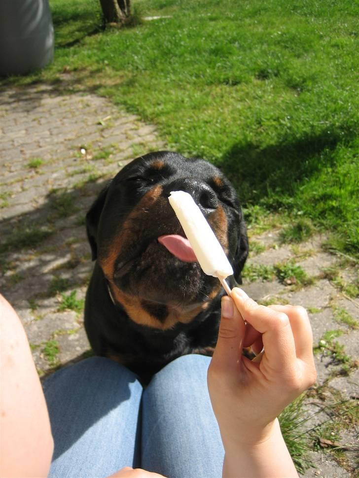 Rottweiler Nuggi billede 6