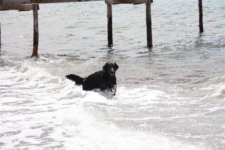 Flat coated retriever Nikka billede 8