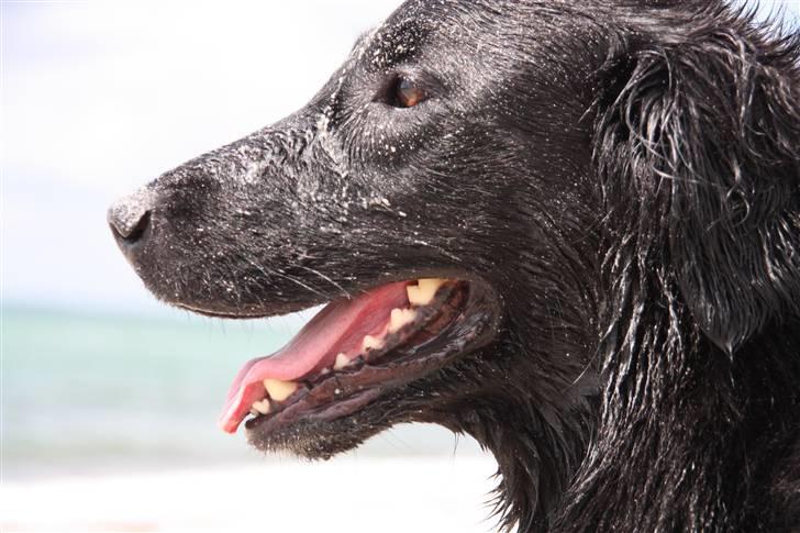 Flat coated retriever Nikka billede 9