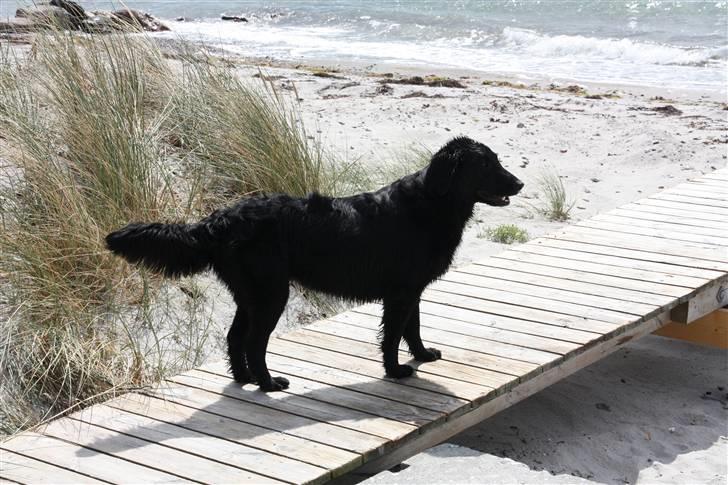 Flat coated retriever Nikka billede 10