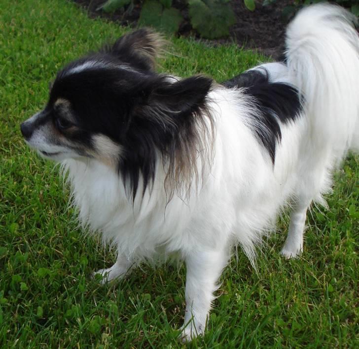 Chihuahua Laban/Dyrlægegårdens Thor billede 1