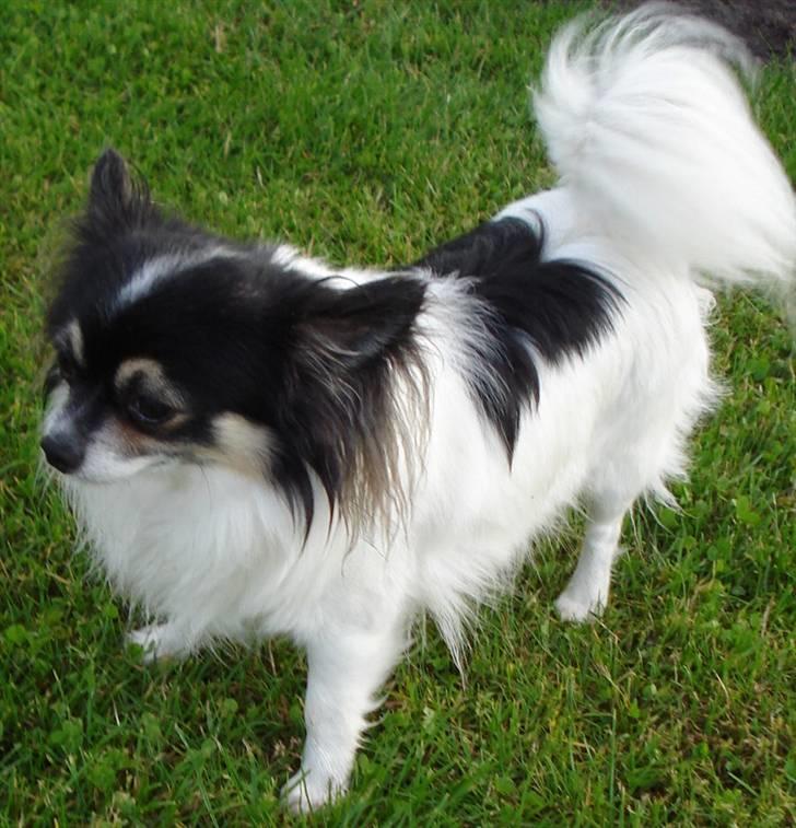 Chihuahua Laban/Dyrlægegårdens Thor billede 2