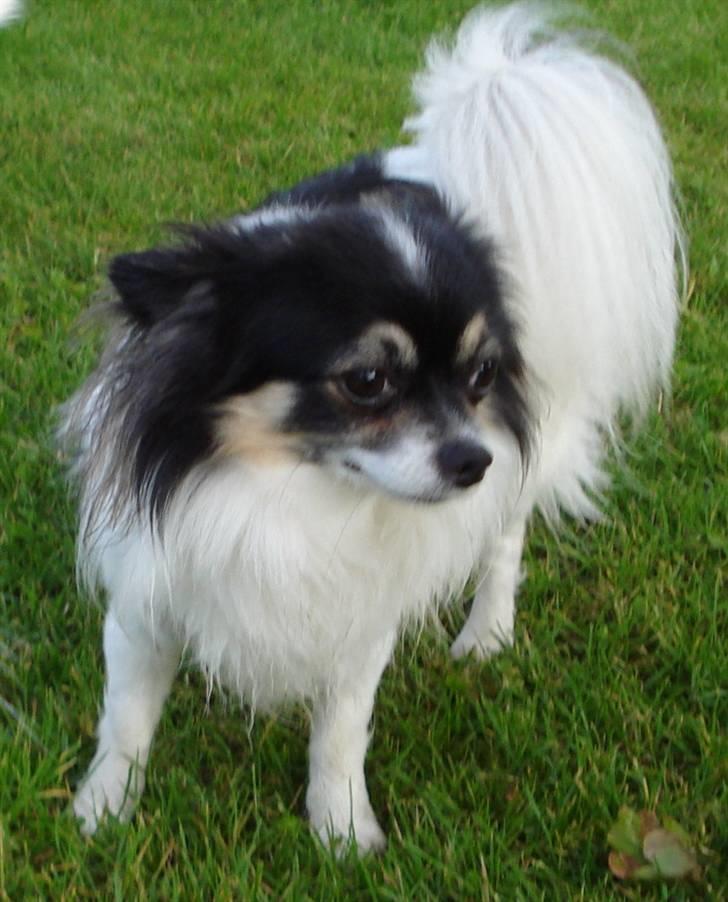 Chihuahua Laban/Dyrlægegårdens Thor billede 3