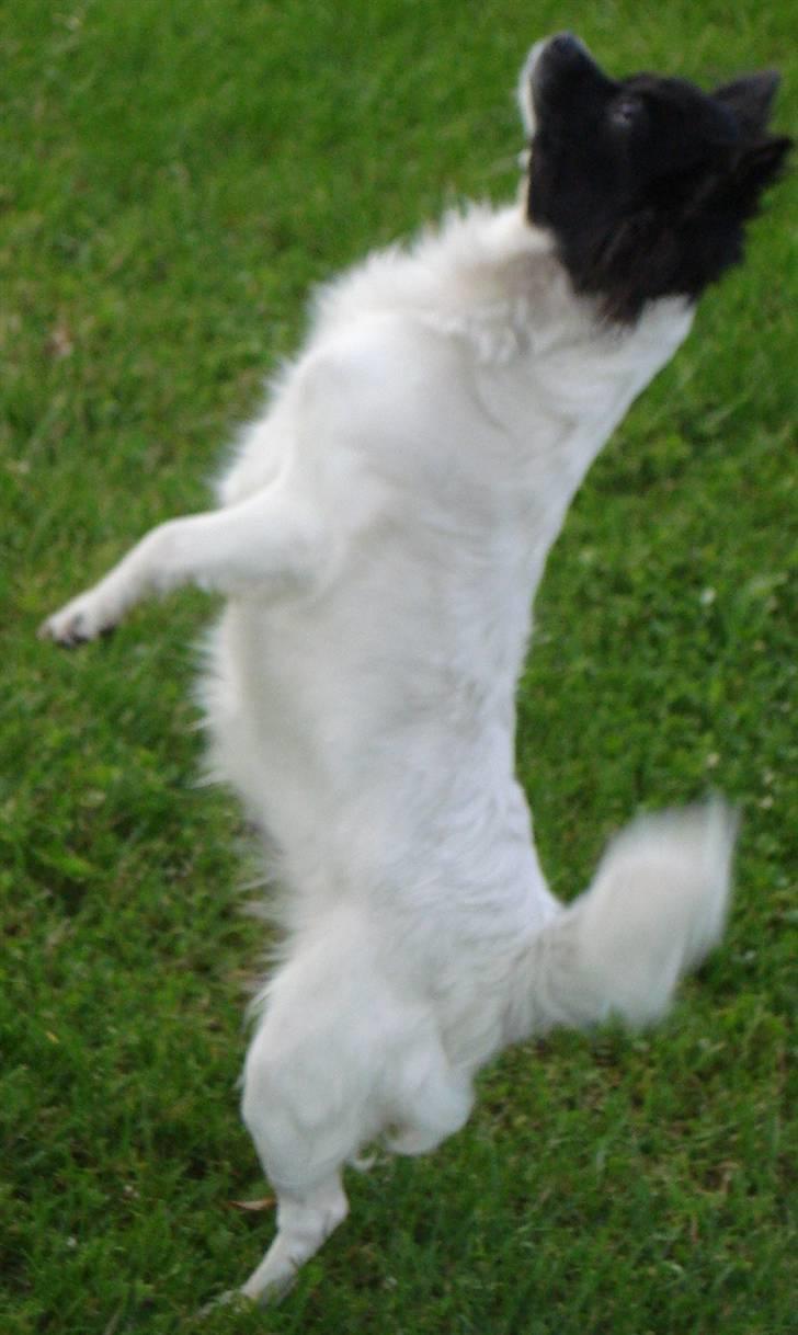 Chihuahua Jazmin billede 5