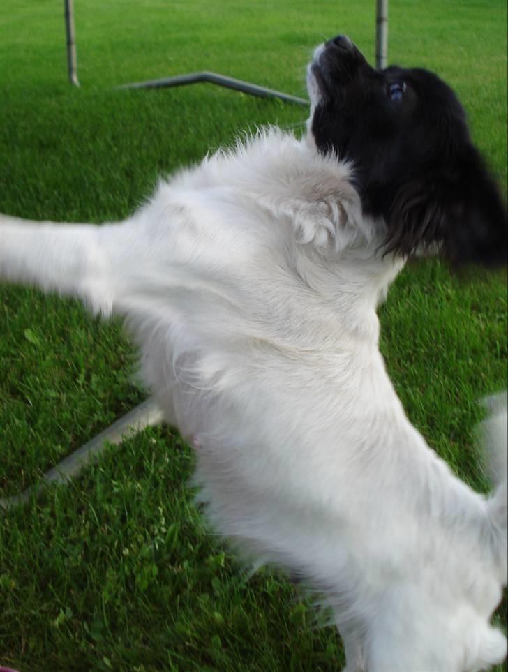 Chihuahua Jazmin billede 6