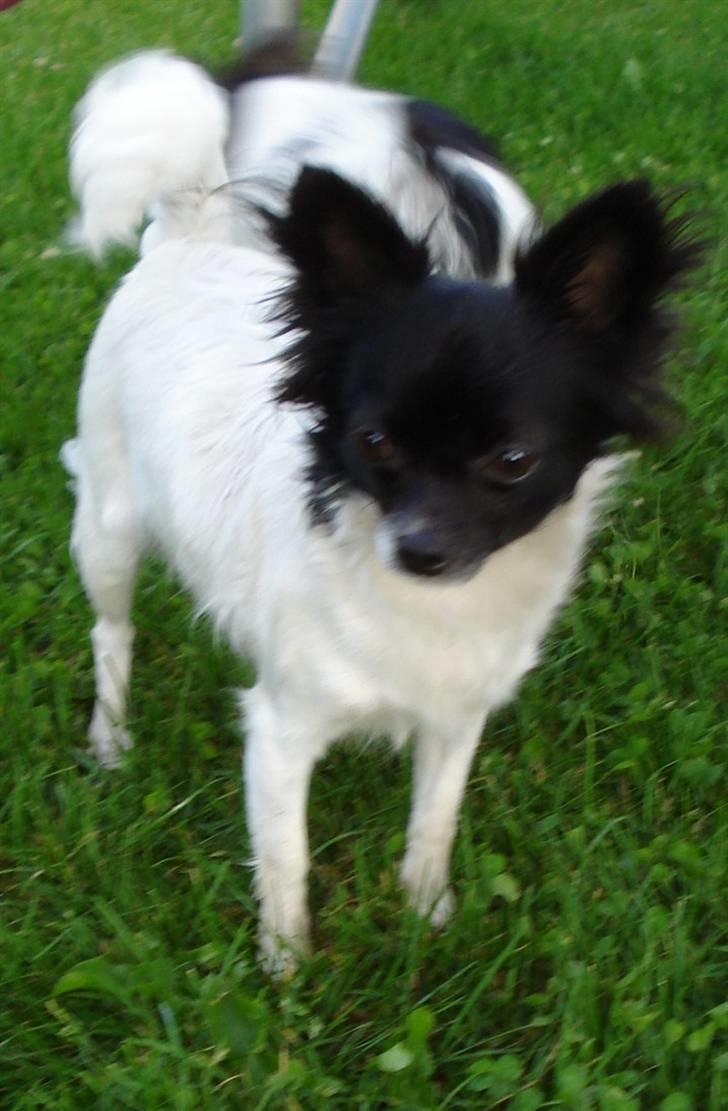 Chihuahua Jazmin billede 7