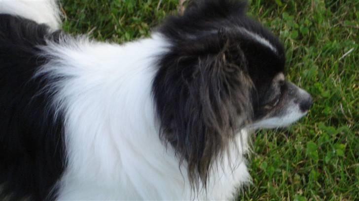 Chihuahua Laban/Dyrlægegårdens Thor billede 4