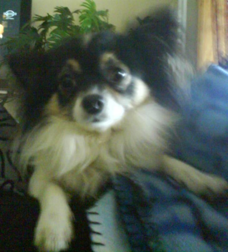 Chihuahua Laban/Dyrlægegårdens Thor billede 5