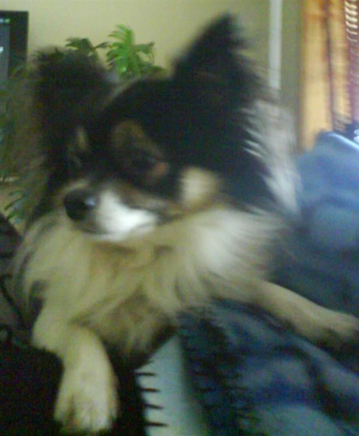 Chihuahua Laban/Dyrlægegårdens Thor billede 6