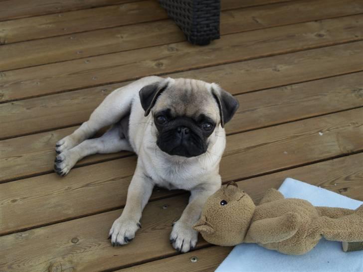 Mops Frodo!(: billede 13