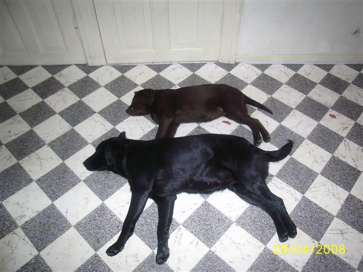Labrador retriever Bosa billede 16