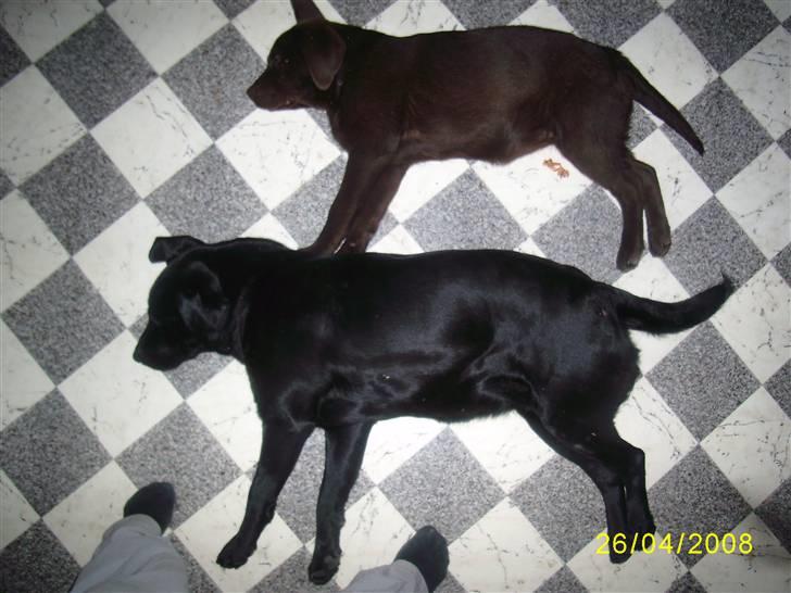 Labrador retriever Bosa billede 17