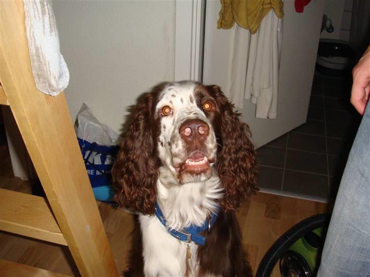 Engelsk springer spaniel Arkibal - Ser jeg ikke bare søøød ud :D billede 8