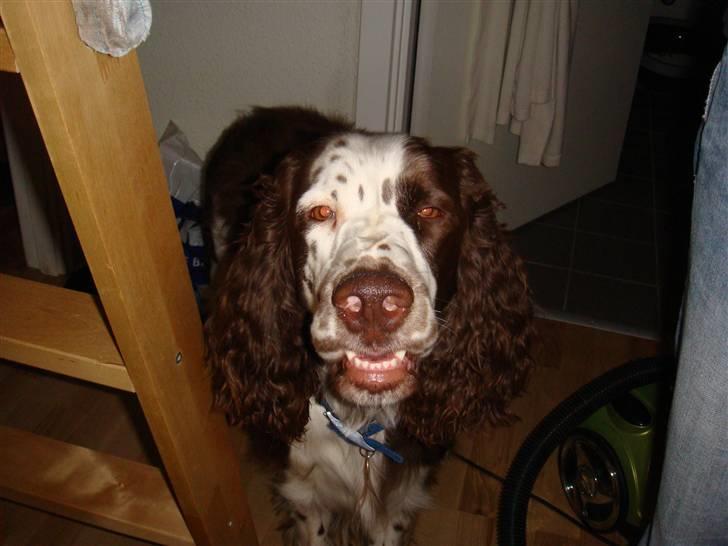 Engelsk springer spaniel Arkibal - Jeg er såååååh klog at se på :D billede 9