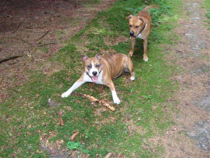 Blanding af racer Cassie - NYT!. 29.aug.2010.. Hun giver ikke pinden fra sig .. hehe billede 1