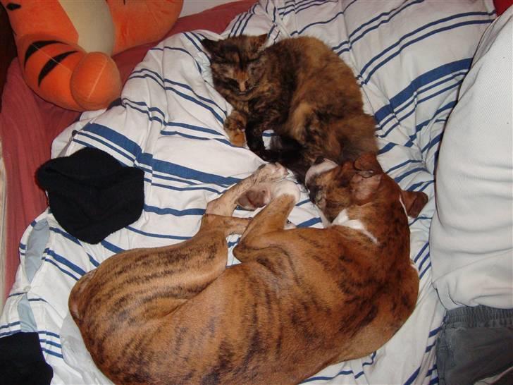 Blanding af racer Cassie - se hvor dejlig hun er.. billede 2