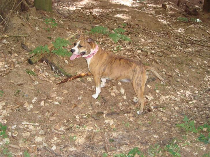 Blanding af racer Cassie - NYT!. 29.aug.2010.. flotte cassie <3 billede 3