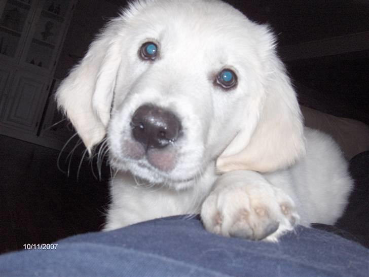 Golden retriever Simba - Her er jeg kun 12 uger gammel billede 1