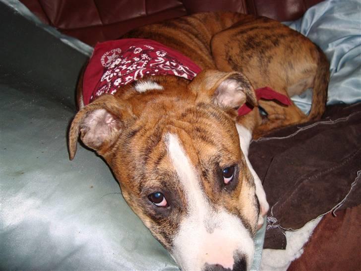 Blanding af racer Cassie - Cassie  er saa fin ..  billede 5