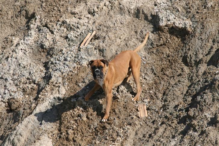 Boxer Jago - Jep...Jeg er sej! billede 9