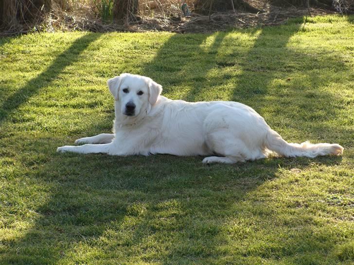 Golden retriever Simba - Her er jeg ved at være stor og stærk - 8 mdr. billede 2