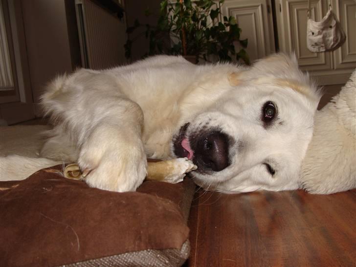 Golden retriever Simba - Tager mig lige en hygger - 10 mdr. billede 3