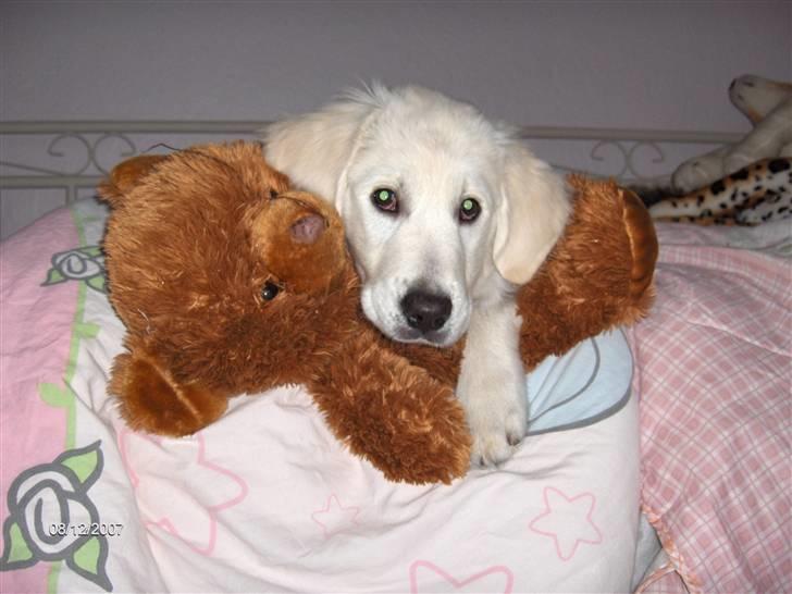 Golden retriever Simba - Jeg er bare en hygge trold ! billede 4