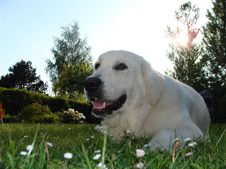 Golden retriever Simba - Nyder solnedgangen - 11 mdr. ( min alder nu ) :o) billede 5