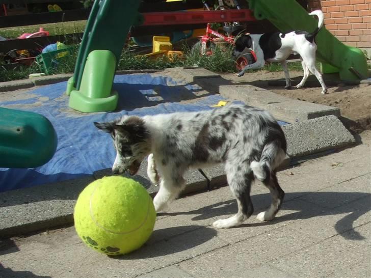 Border collie All Star Choice billede 9
